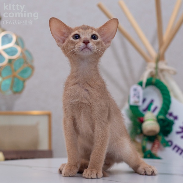 阿比西尼亚猫