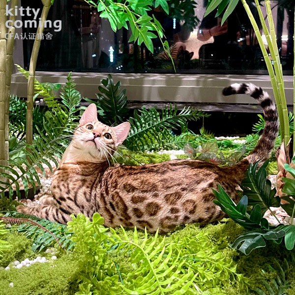 孟加拉豹猫