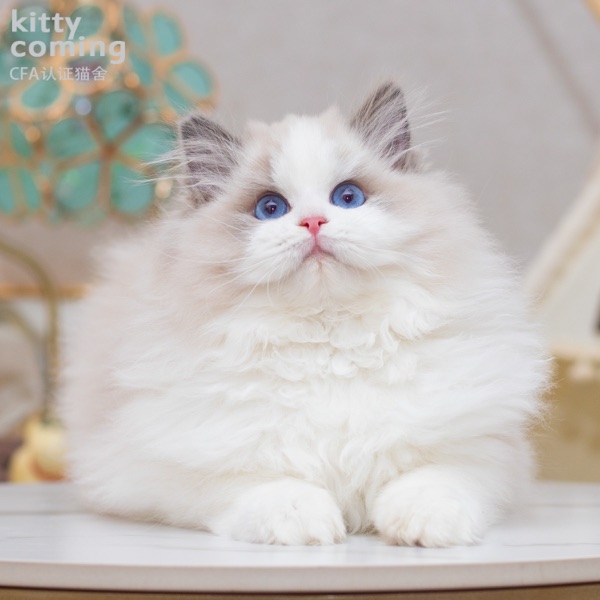 布偶猫