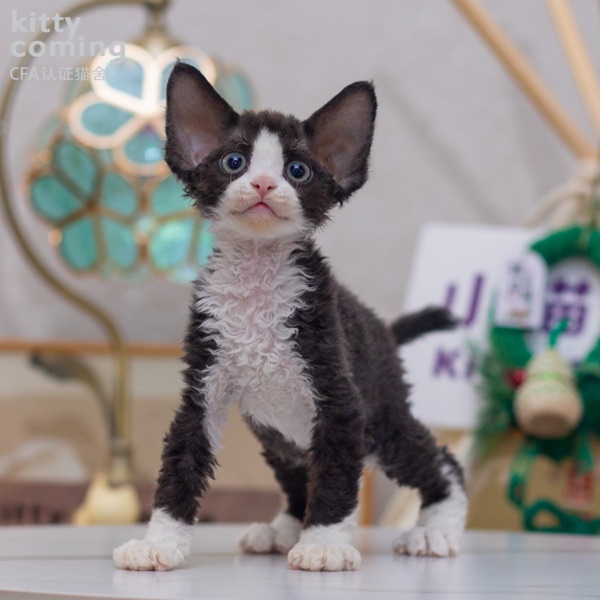 德文卷毛猫