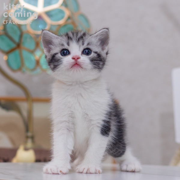 美国短毛猫
