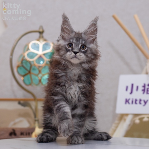 缅因猫