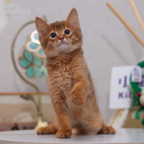 索马里猫