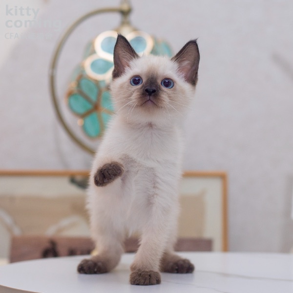 暹罗猫