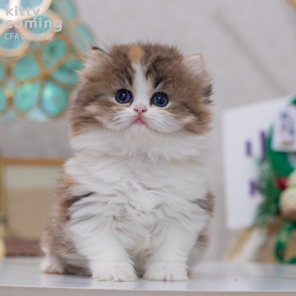 英国长毛猫三花