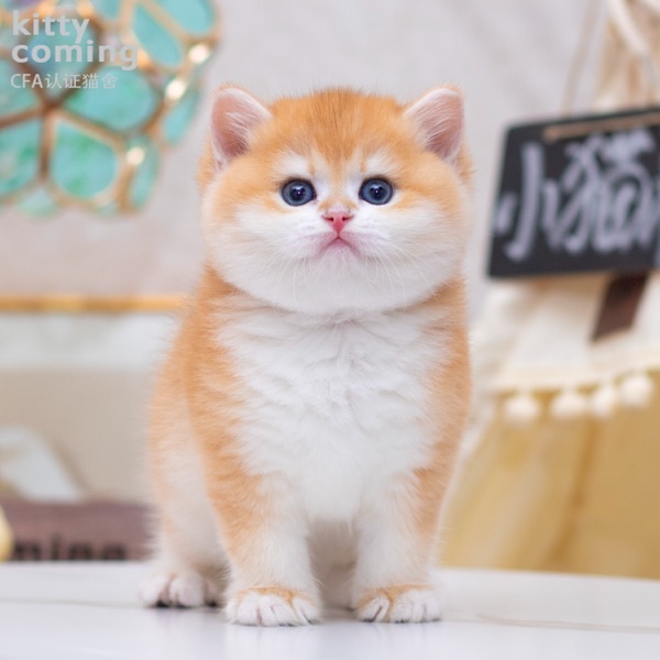 英国短毛猫金渐层